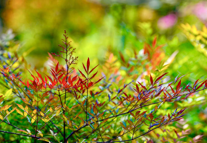 ���ՏVꖍuӳ�r������̼t�ľGɫ֮�С��޾�ӡ�z