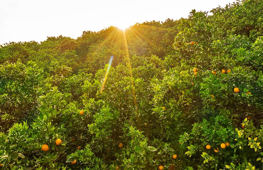 �ٺ�һ���������z