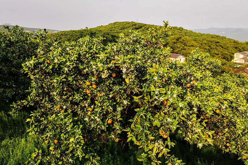 ����ͬ���������z