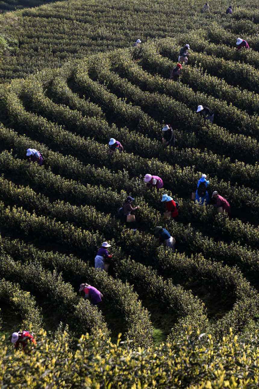 �ײ����һƬ������������z