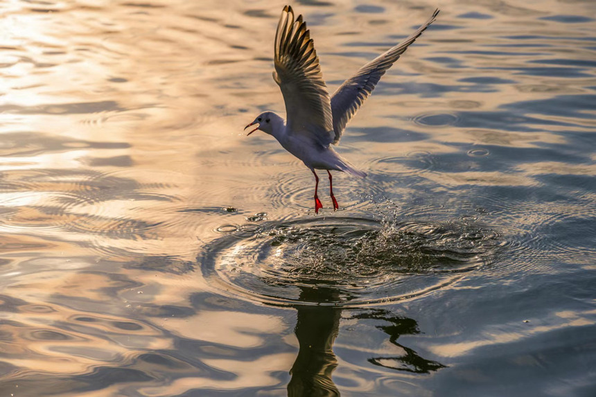 ���B(ni��o)�w��(l��i)���ؑc��ƽ�p�����(gu��)�ҝ�ع��@���D