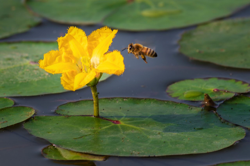 �۷䱻�������p��������ؑc��ƽ�p�����(gu��)�ҝ�ع��@���D