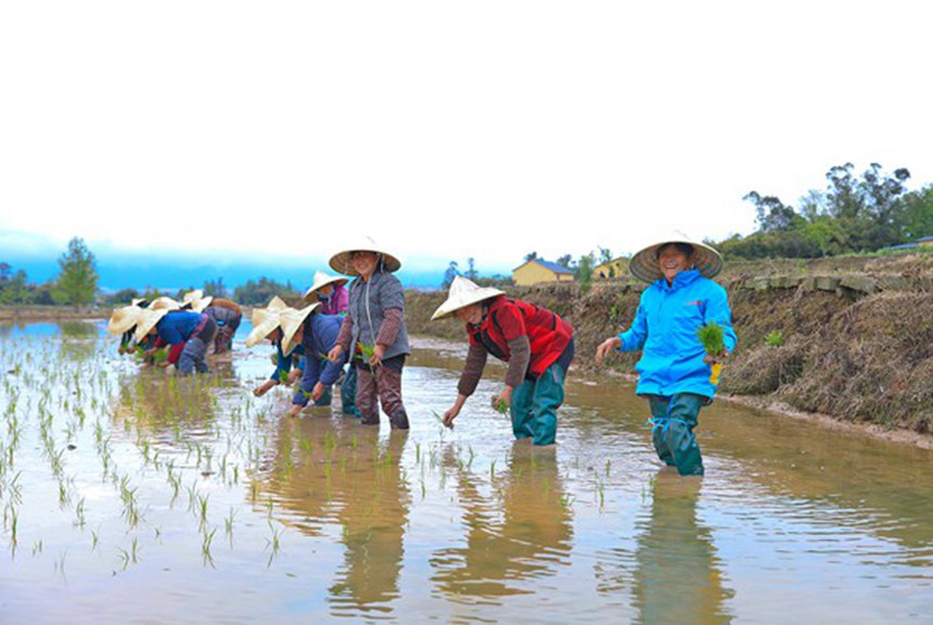 村民們在展示手工插秧。熊偉攝