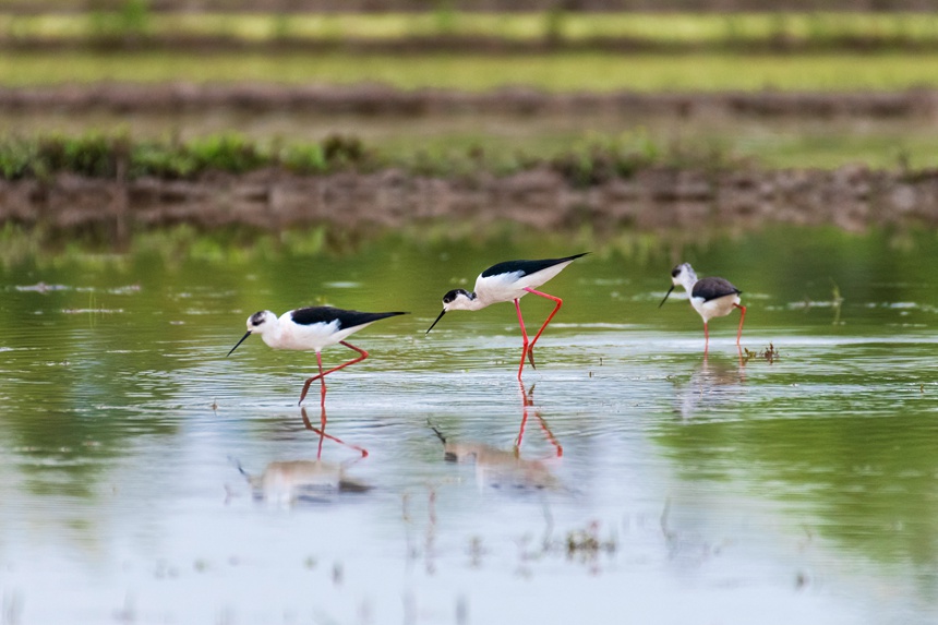 һȺ�ڳ��L(zh��ng)�_�����ؑc����ƽ�^(q��)�ķ�ˮ����ˮ���Ϣ�����ȑєz