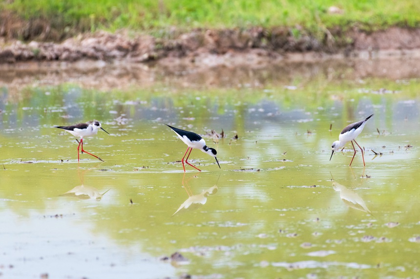 �ؑc����ƽ�^(q��)�ķ�ˮ�����ڳ��L(zh��ng)�_�������Ƀ���ˮ������Ғʳ�����ȑєz