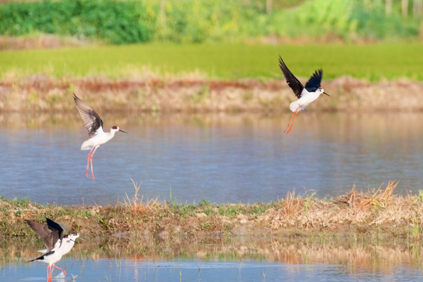 �ؑc����ƽ�^(q��)�ķ�ˮ�����ڳ��L�_�������w�������ȑєz