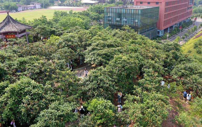 果園處處好風(fēng)光。重慶文化藝術(shù)職業(yè)學(xué)院供圖