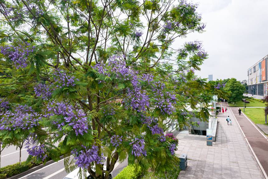 �ؑc���ϰ��^(q��)�Vꖞ��Ǆ�(chu��ng)���B(t��i)��ͨ����������{���ʢ�_����־��z