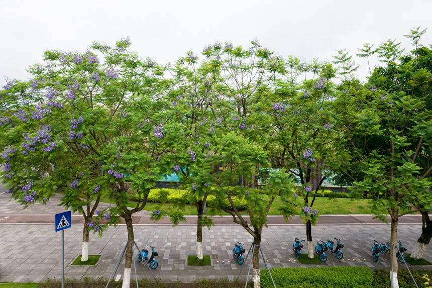 �ؑc���ϰ��^(q��)�Vꖞ��Ǆ�(chu��ng)���B(t��i)��ͨ����������{(l��n)���ʢ�_����־��z