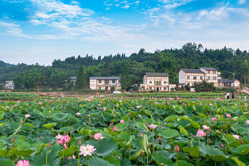 ʮ����ľ��^���Y�ψD��������^(q��)ί���������D