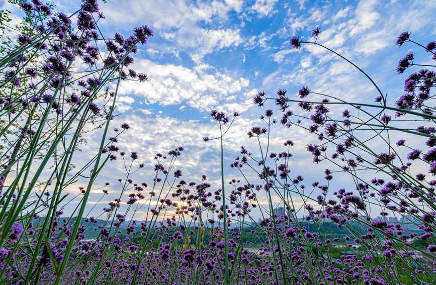 СС�Ļ����S�L(f��ng)�uҷ����̎Ư���������Ě�Ϣ�����?j��n)z