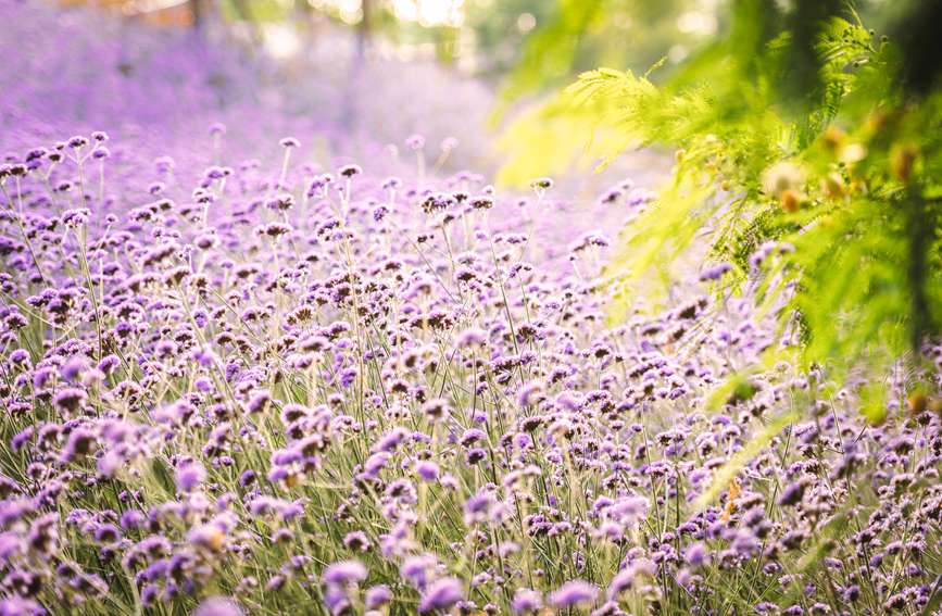 СС�Ļ����S�L(f��ng)�uҷ����̎Ư���������Ě�Ϣ�����?j��n)z