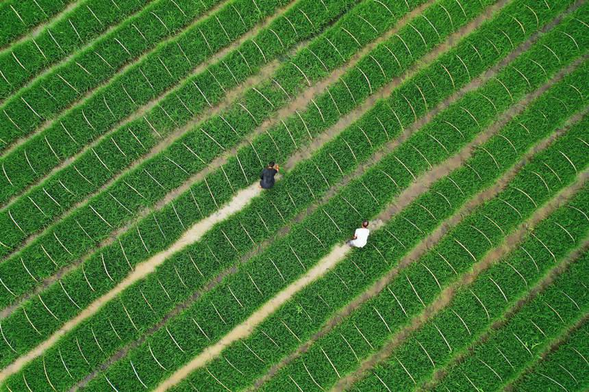 ��(f��)�d������������g�鿴�����L(zh��ng)��(sh��)���w�z