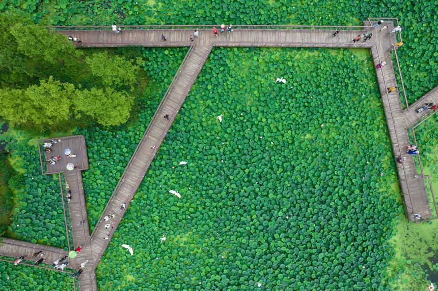 �ؑc����Ϫ���@��(n��i)�ĺ�����ɫ����־��z