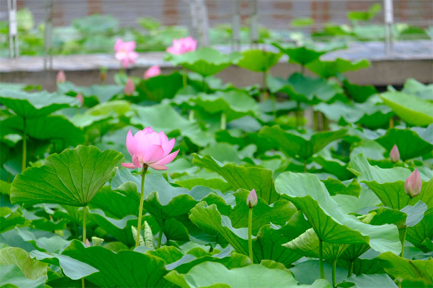 ӳ�պɻ��e�Ӽt������z