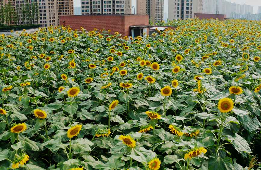 �̌W(xu��)���?sh��)����տ��@���ɽ��^(q��)�Ǻ��W(xu��)У���D