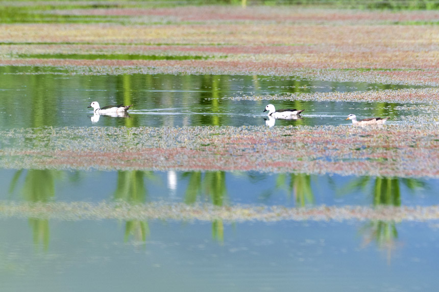 ��(gu��)�Ҷ���(j��)���o(h��)��(d��ng)�����D���p�����(gu��)�ҝ�ع��@ˮ���ґ���ˣ�����ȑєz