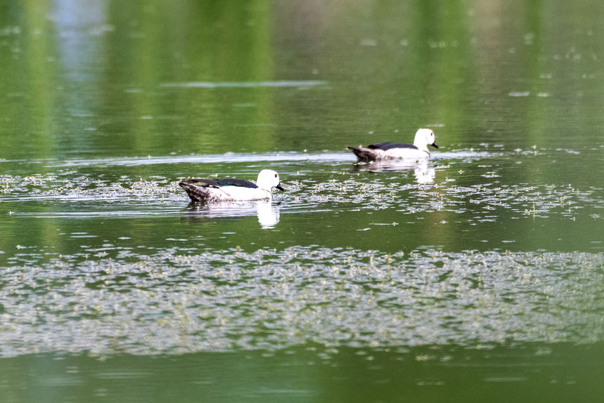 ���Ҷ������o�������D���p������ҝ�ع��@ˮ���ґ���ˣ�����ȑєz