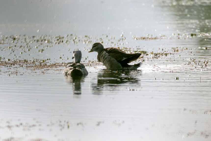 ���Ҷ������o�������D���p������ҝ�ع��@����Ⱥ�З�Ϣ��Ғʳ�����ȑєz