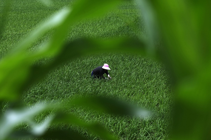 6��21�����ؑc��ǭ���^(q��)�R���(zh��n)ɼ�������ڵ�����޶���������z