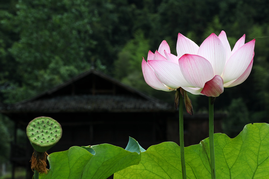 重慶市黔江區(qū)小南海鎮(zhèn)新建村土家十三寨荷田里的荷花。楊敏攝