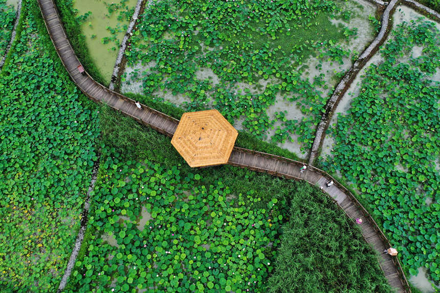 游客在重慶市黔江區(qū)小南海鎮(zhèn)新建村土家十三寨荷田里賞花。楊敏攝