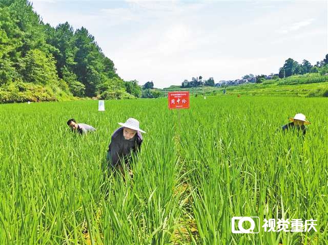 6月30日，南川區(qū)福壽鎮(zhèn)的一片水稻田里，農(nóng)民正在除草，這些是私人定制稻田，農(nóng)民代種代管護，收獲歸認養(yǎng)人所有。記者 趙偉平 攝/視覺重慶