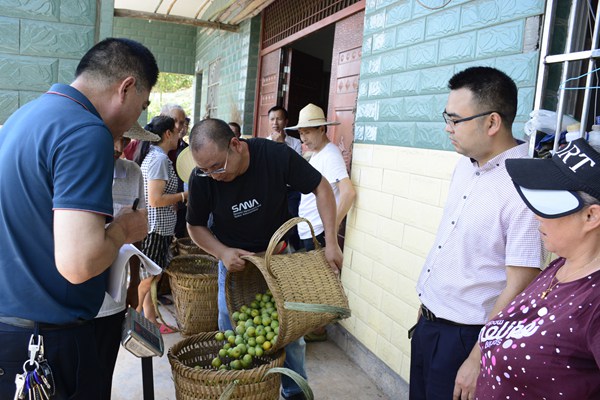 鎮(zhèn)上負責人現(xiàn)場把關(guān)脫骨李質(zhì)量和重量。受訪者供圖