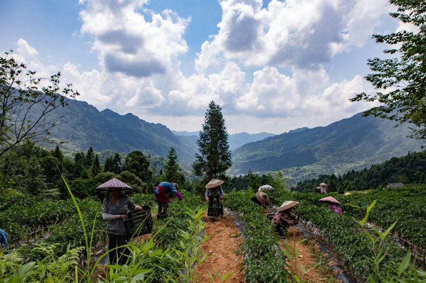 溶溪鎮(zhèn)羅家村村民在采摘辣椒。胡程攝
