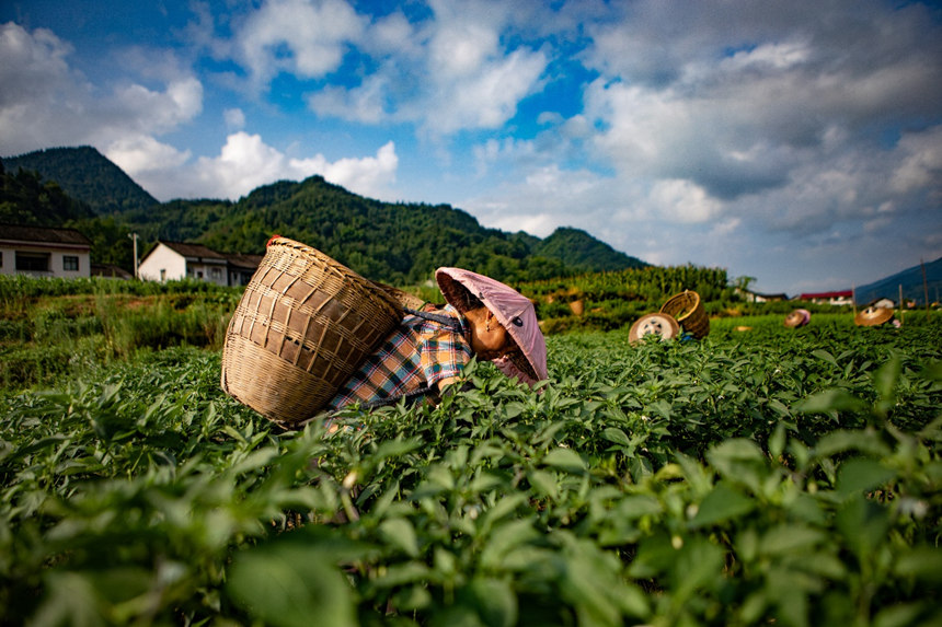 溶溪鎮(zhèn)柳水村村民在采摘辣椒。胡程攝