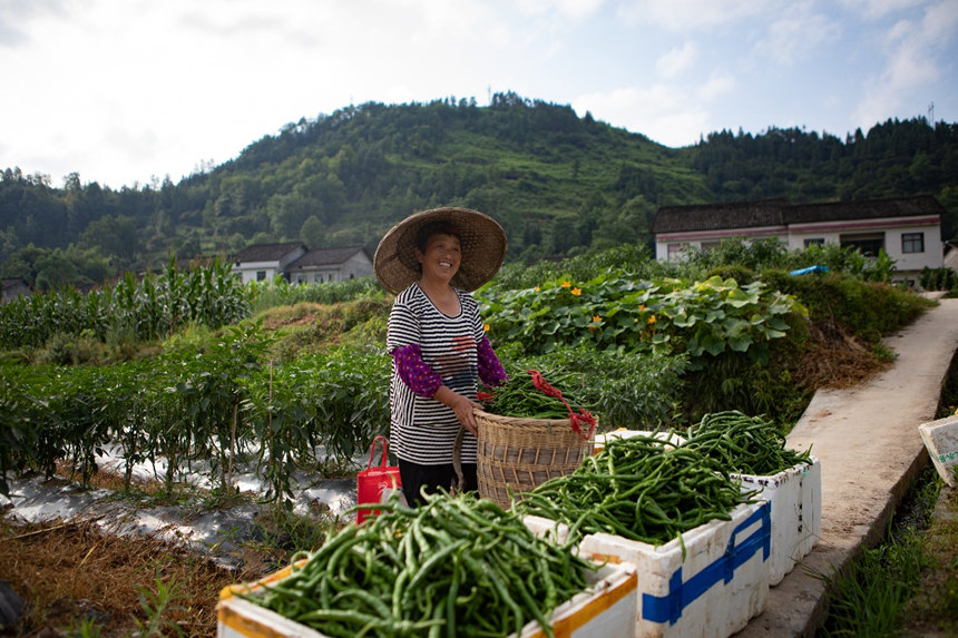 溶溪鎮(zhèn)柳水村村民臉上洋溢著豐收的喜悅。胡程攝