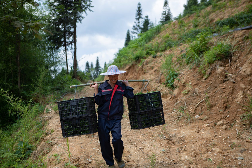 溶溪鎮(zhèn)羅家村村民滿載辣椒而歸。胡程攝