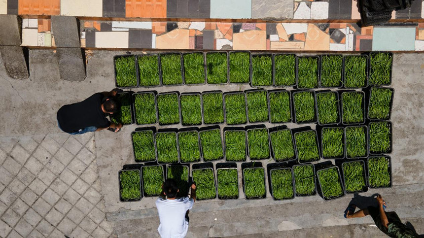 溶溪鎮(zhèn)晨光社區(qū)村民在銷售點(diǎn)搬運(yùn)采摘的辣椒。胡程攝