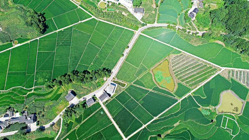 重慶涪陵馬武鎮(zhèn)文觀村塊狀稻田成獨特風(fēng)景。黃河攝