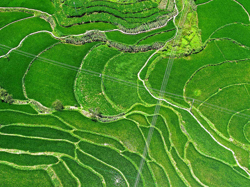 涪陵青羊鎮(zhèn)興園村田間，稻谷長勢喜人。黃河攝