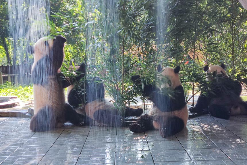 在熊貓館，新安裝了噴淋設(shè)施。重慶動物園供圖
