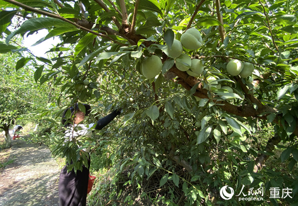 市民在基地采摘仙桃李。人民網(wǎng) 劉政寧攝