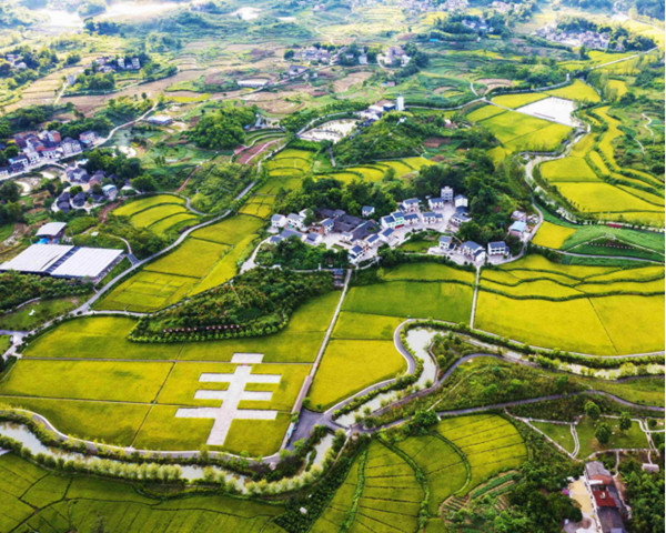 長壽區(qū)清邁良園里的稻田。長壽區(qū)委宣傳部供圖