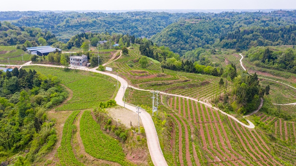 蠶桑種植基地鳥瞰圖。中敖鎮(zhèn)產(chǎn)業(yè)辦供圖