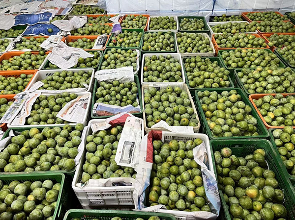 綦江奈李迎來(lái)豐收季。蔣海濤攝