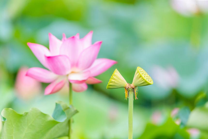 重慶市南川區(qū)大觀鎮(zhèn)中江村荷花園并蒂蓮。瞿明斌攝