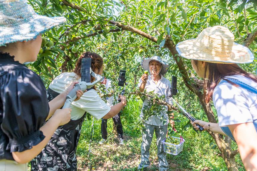 南川區(qū)豐巖鄉(xiāng)峰勝果園直播銷售李子。瞿明斌攝