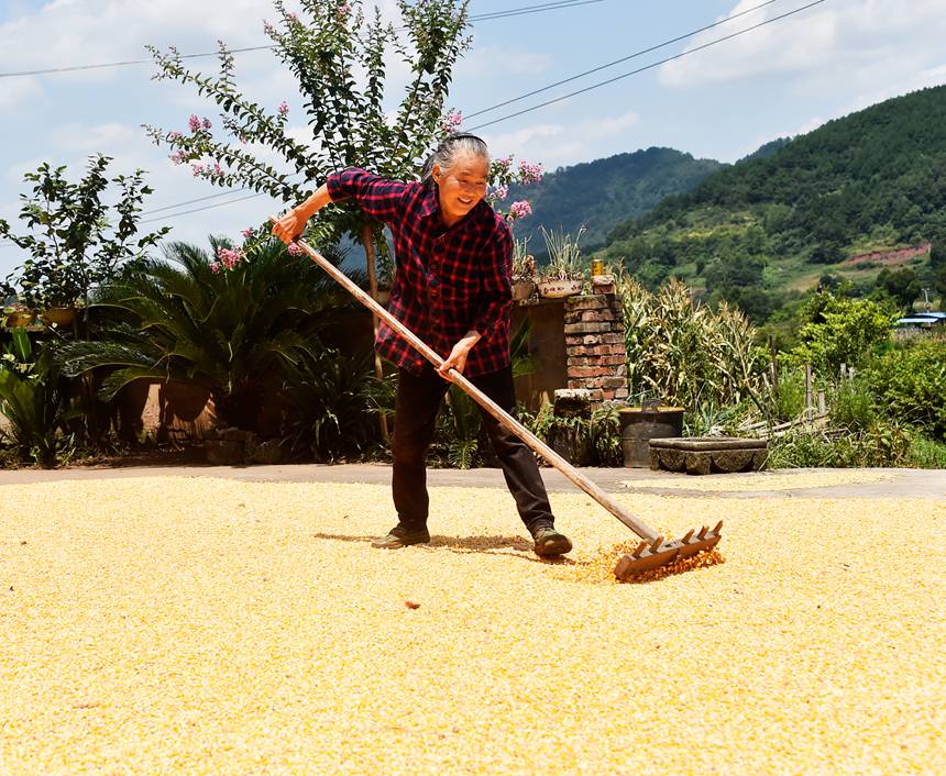涪陵區(qū)青羊鎮(zhèn)群英村村民在晾曬玉米。黃河攝