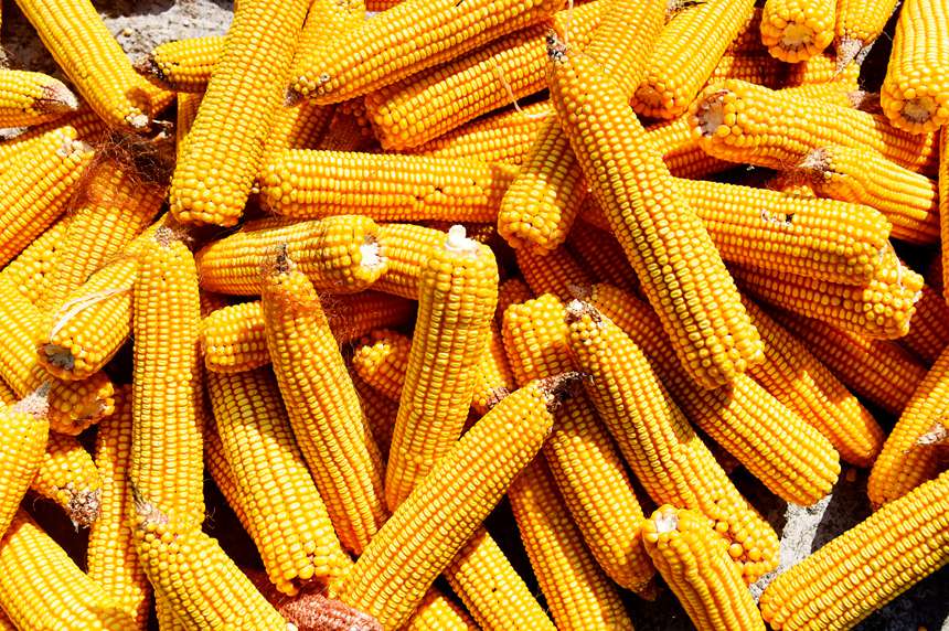 金黃色的玉米。黃河攝