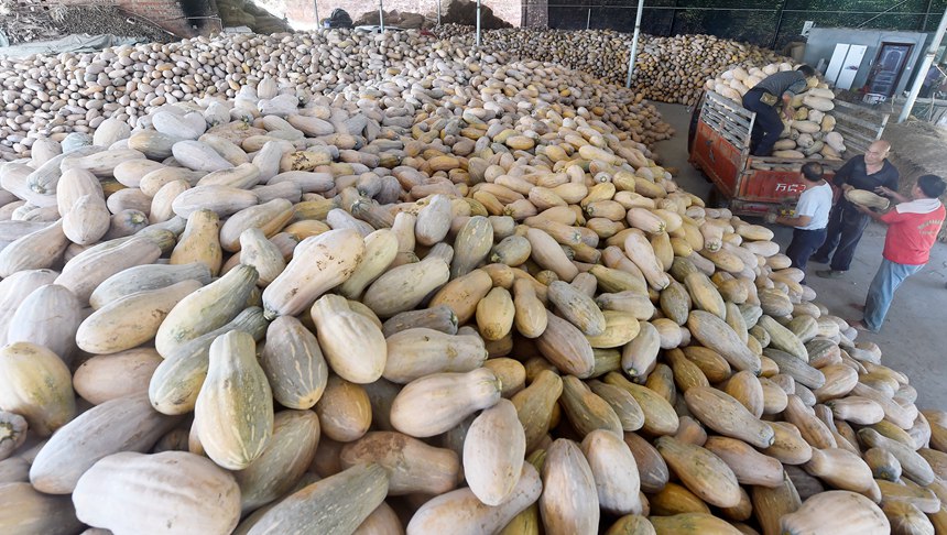 珍溪鎮(zhèn)南瓜豐收。黃河攝