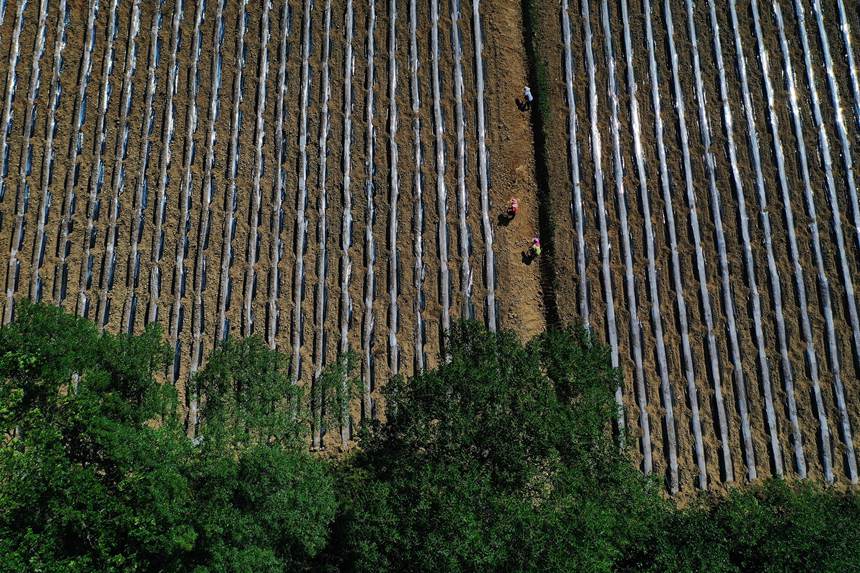 黔江區(qū)鵝池鎮(zhèn)方家村牧草種植基地。楊敏攝