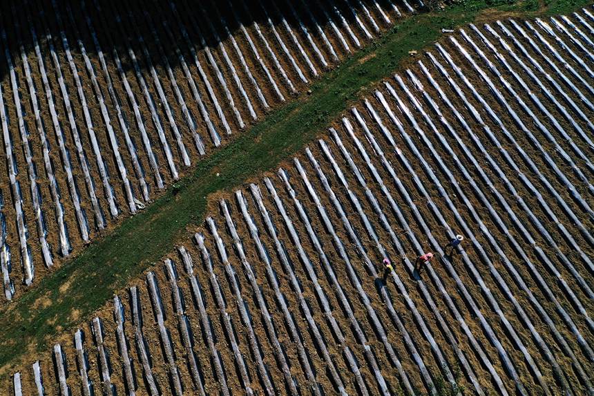 黔江區(qū)鵝池鎮(zhèn)方家村牧草種植基地。楊敏攝