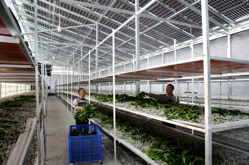 村民在光伏養(yǎng)蠶大棚內(nèi)飼養(yǎng)春季小蠶。楊敏攝