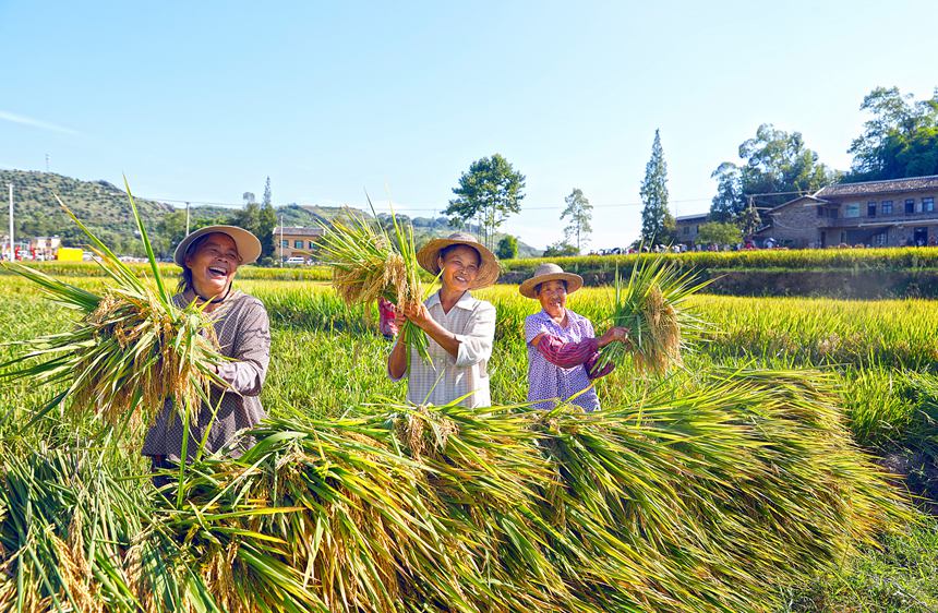 稻農(nóng)曬豐收。熊偉攝