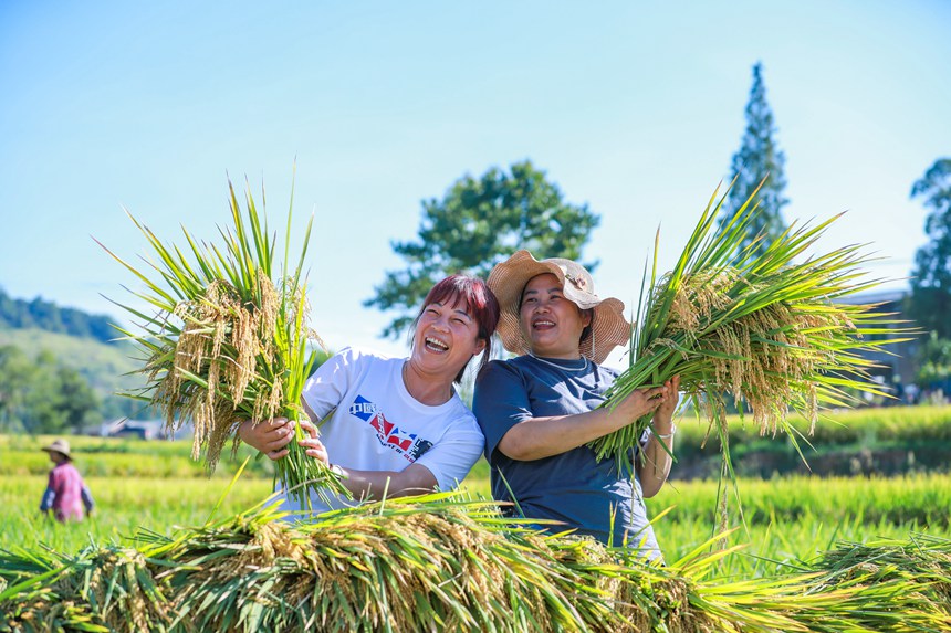 稻農(nóng)曬豐收。熊偉攝